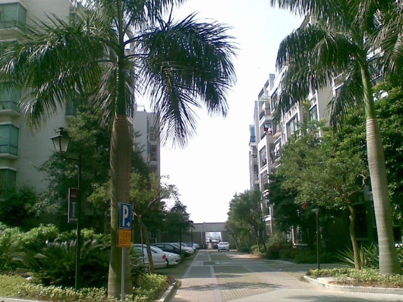 棕榈假日小区照片21